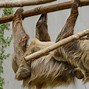 Sloth Artinya Dalam Bahasa Indonesia